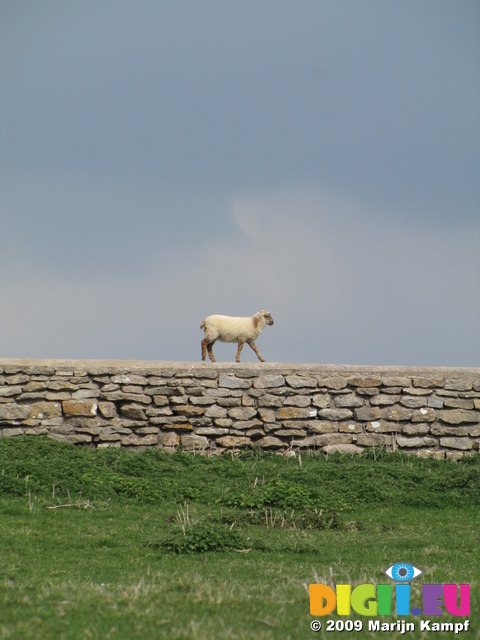 SX05255 Lamb walking over stone boundary wall